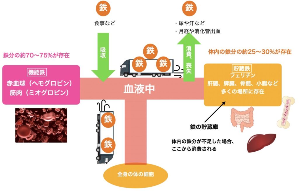 体内の鉄の分布