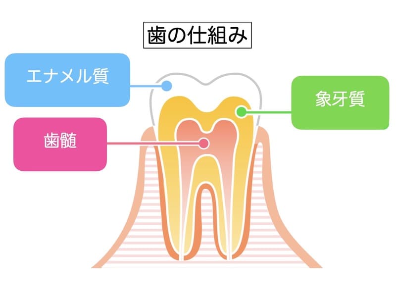 歯の断面図