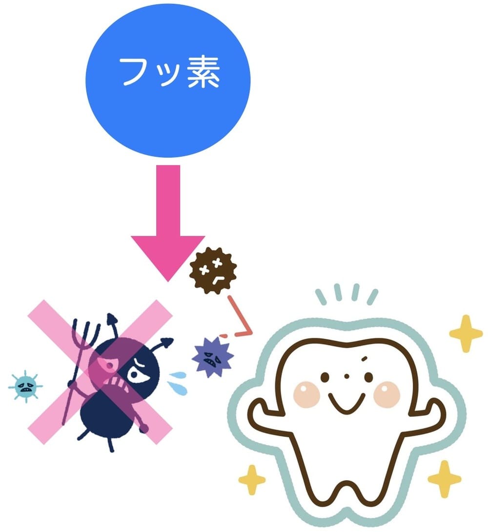 フッ素による虫歯菌の抑制効果