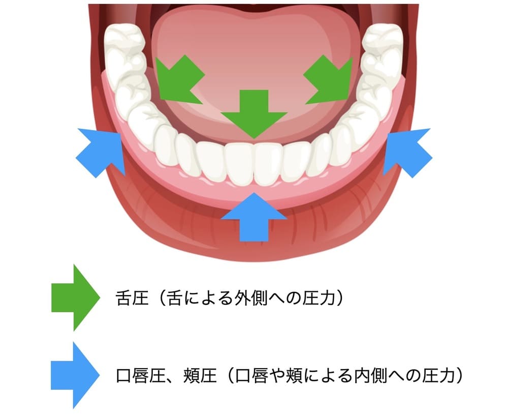 舌、唇、頬が歯並びに与える影響を示す画像