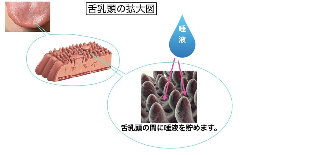 舌表面の水分を説明する画像