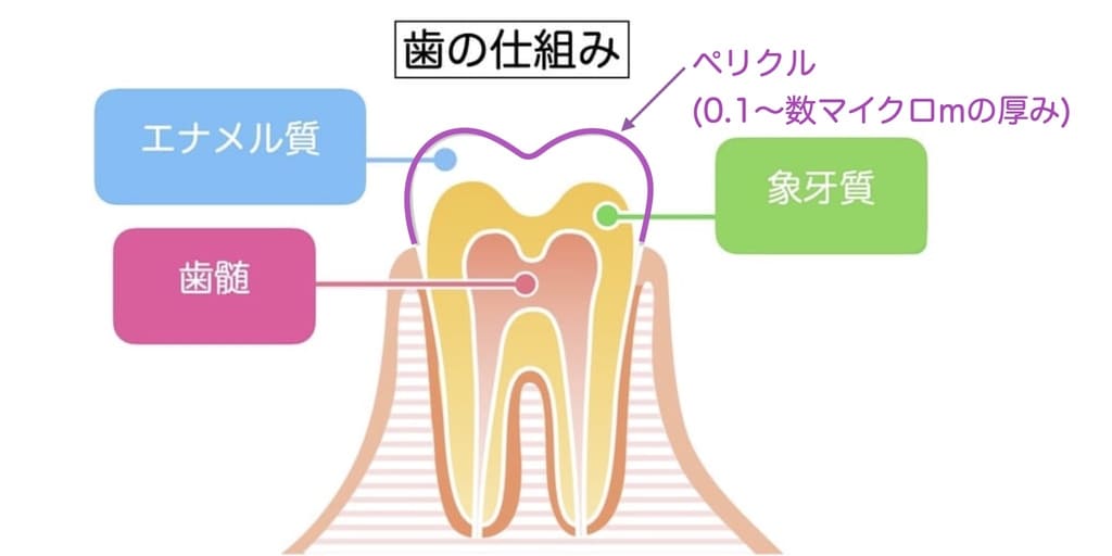 歯の表面にあるペリクルの画像