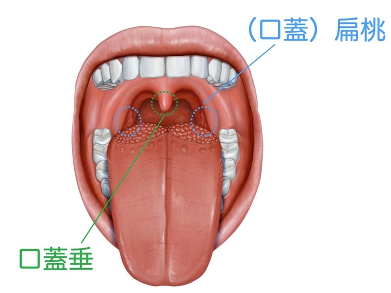 扁桃や口蓋垂の解説画像