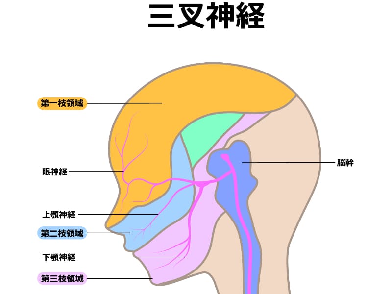 三叉神経の画像