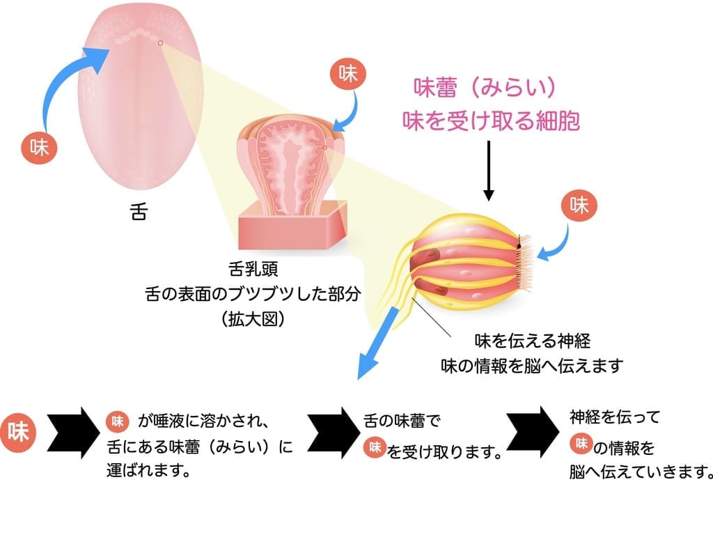 味覚の仕組みを示す画像