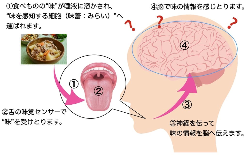 味覚情報が舌から脳へ伝達されるまでの仕組み