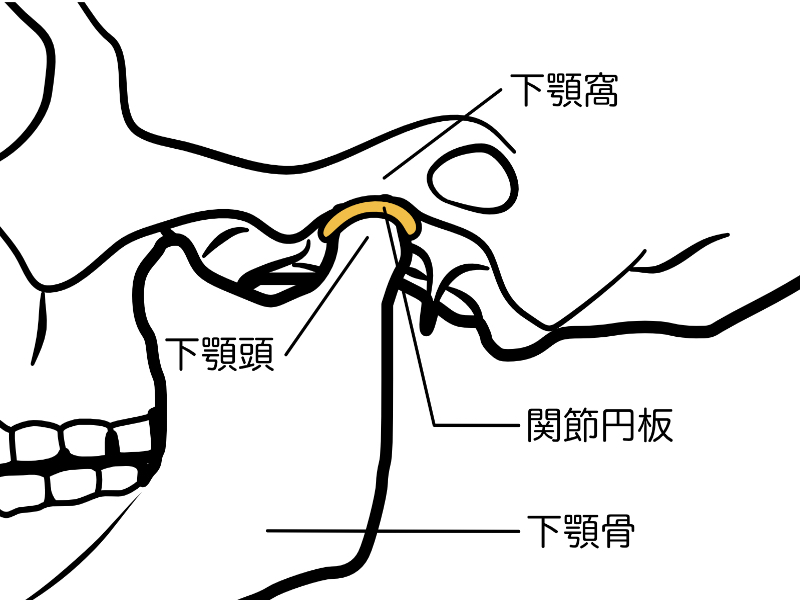 顎関節の解説画像