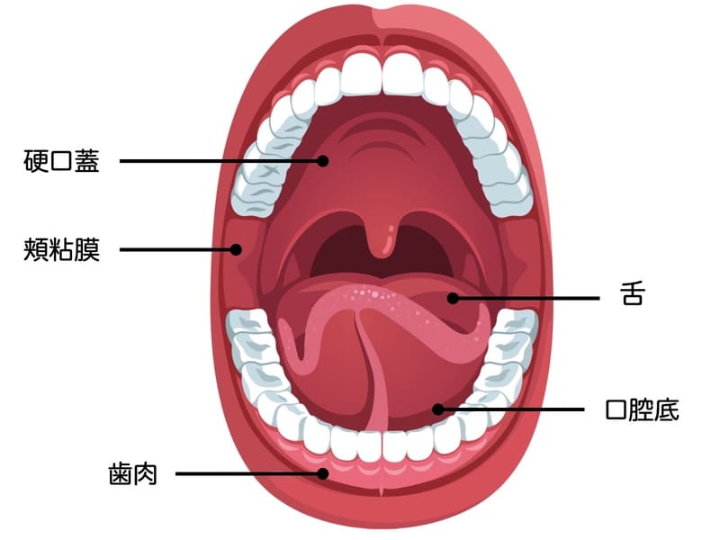 口腔粘膜の名称の解説画像