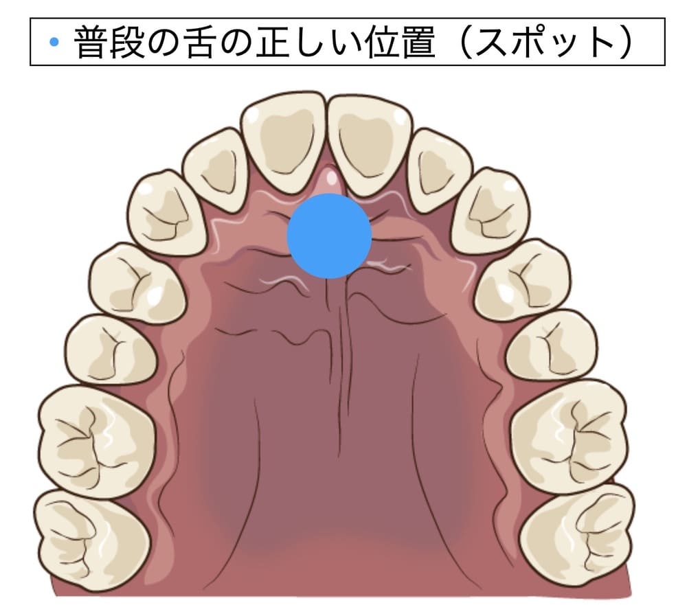 舌先の正しい位置を示す画像