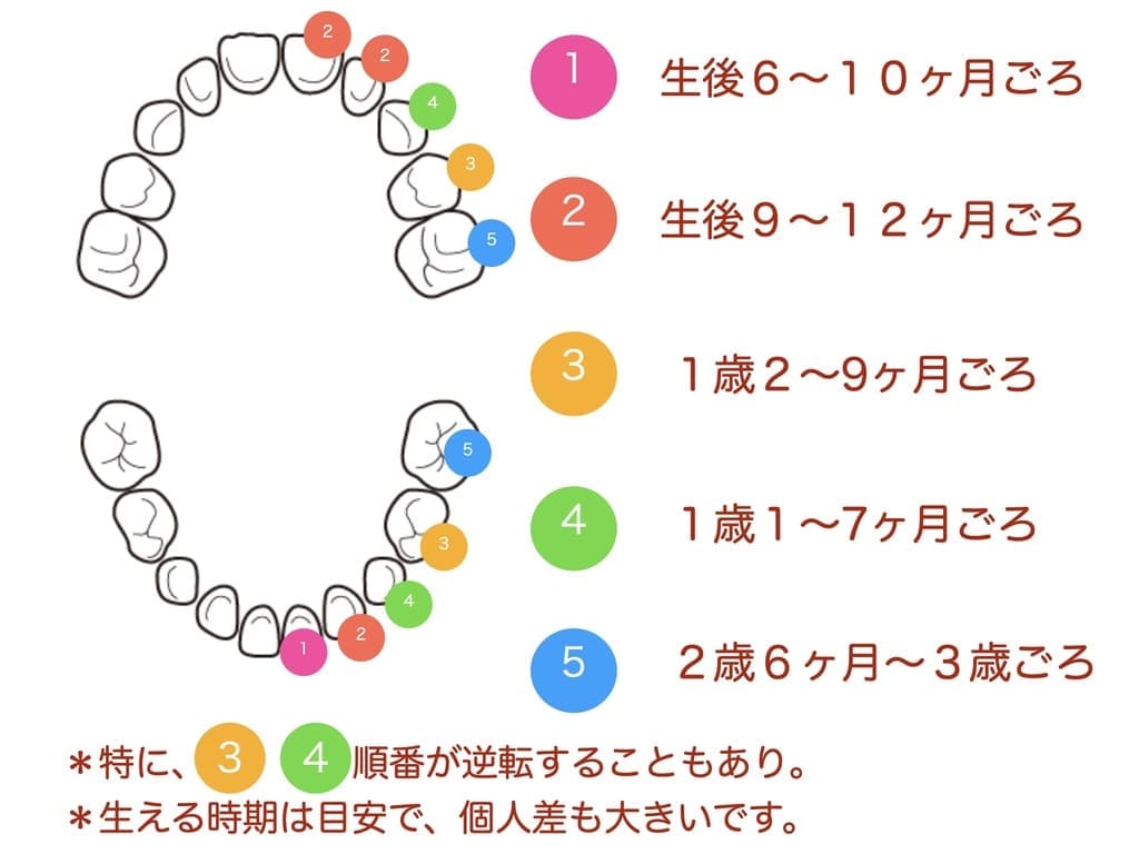 乳歯と生える順番・時期